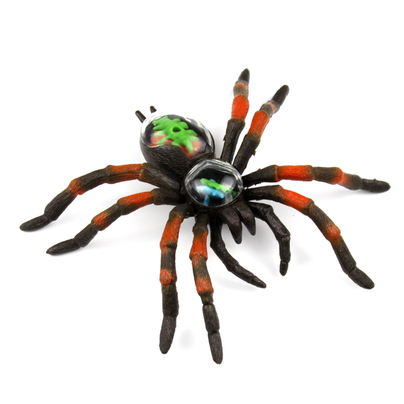 Spider anatomy