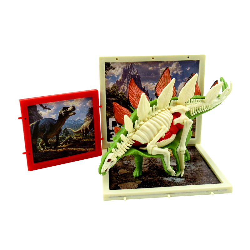 Stegosaur Anatomy