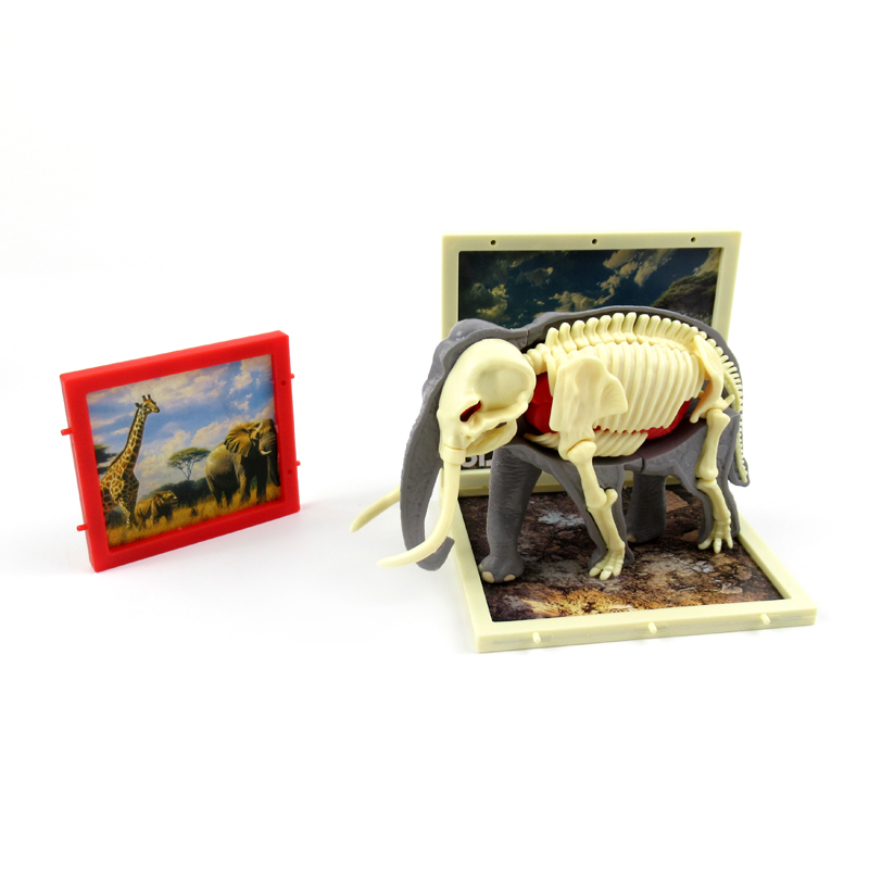 Elephant  Anatomy