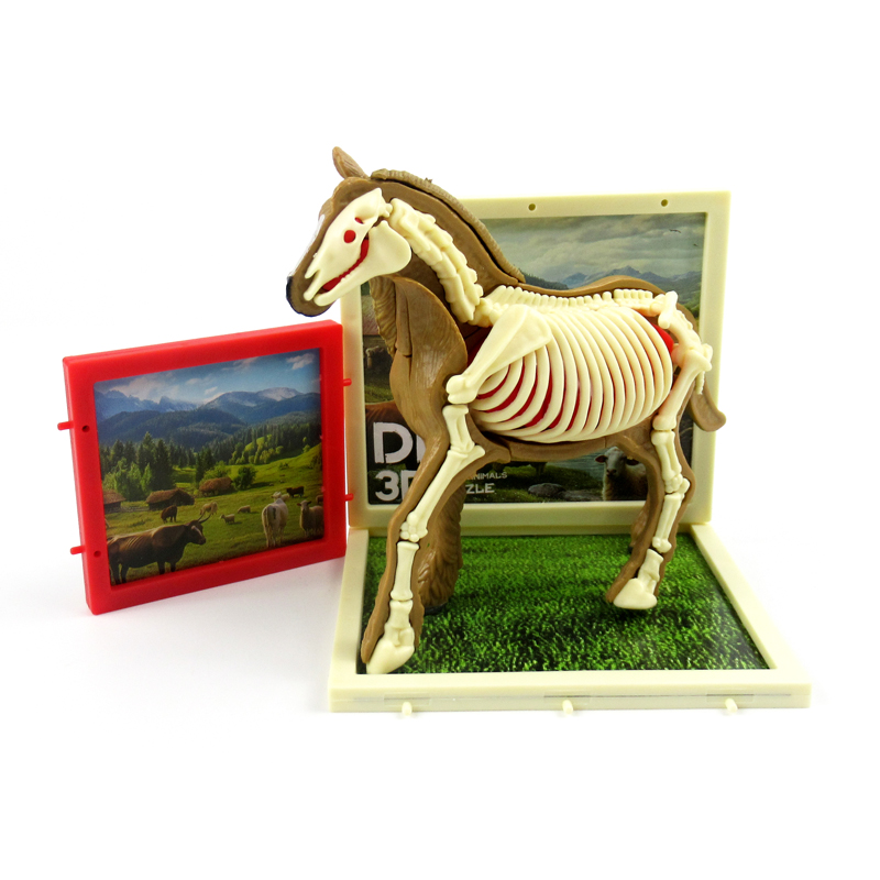 Horse Anatomy