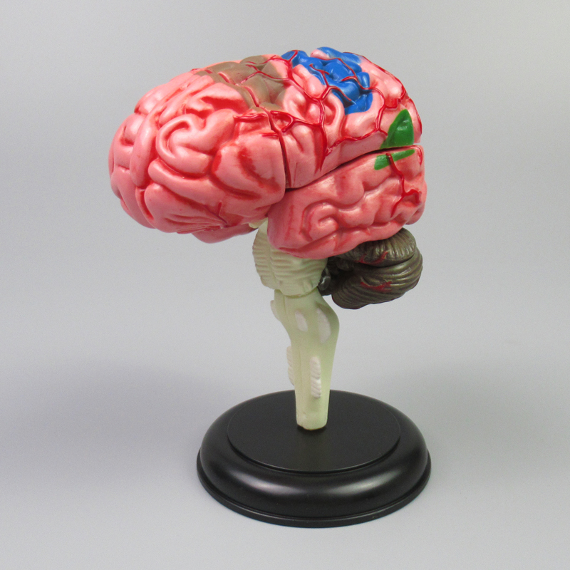 Human brain model