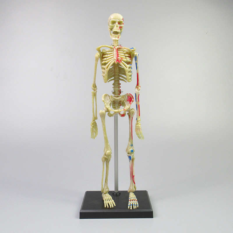 Human skeleton model