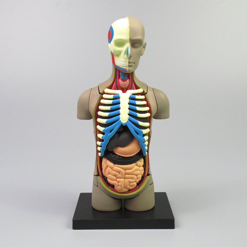 Human body model