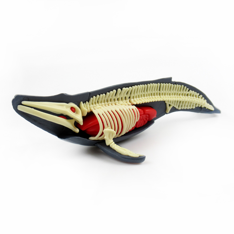 Whale Anatomy