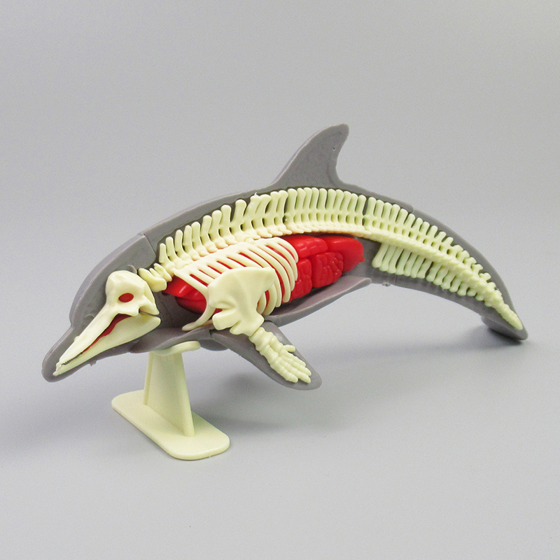 Dolphin Anatomy