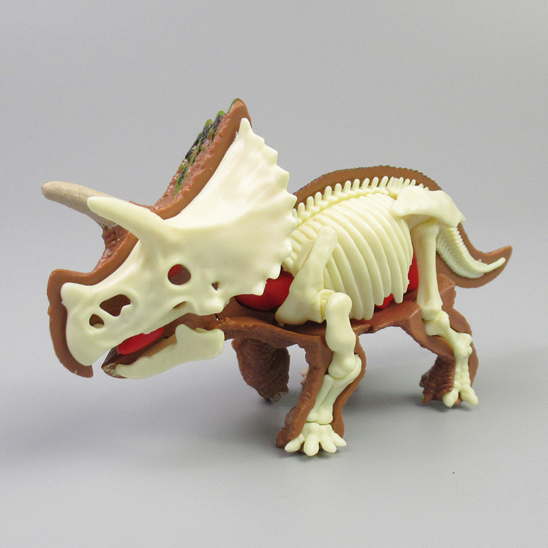 Triceratops Anatomy