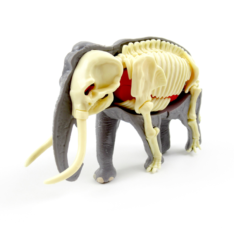 Elephant  Anatomy